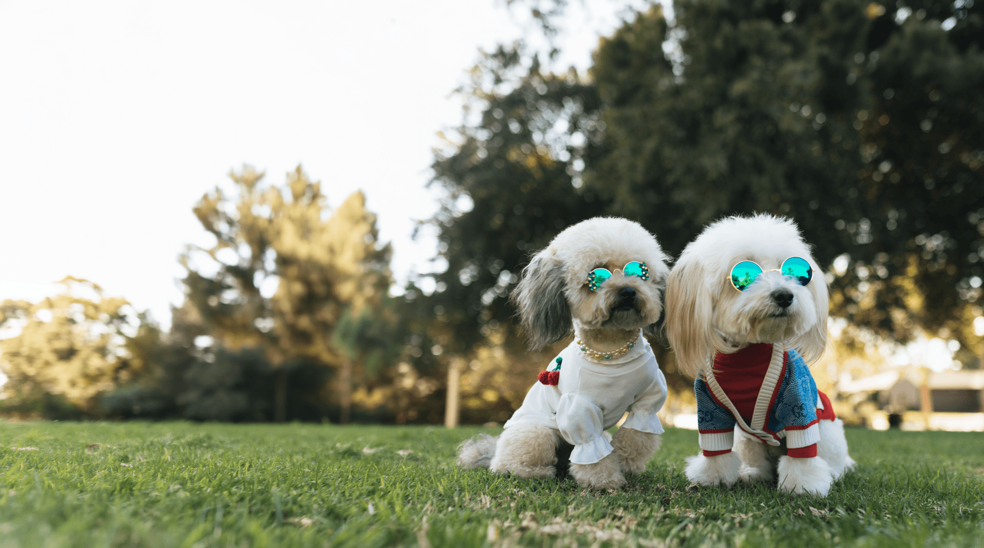 Two dogs posing outdoors in stylish outfits
