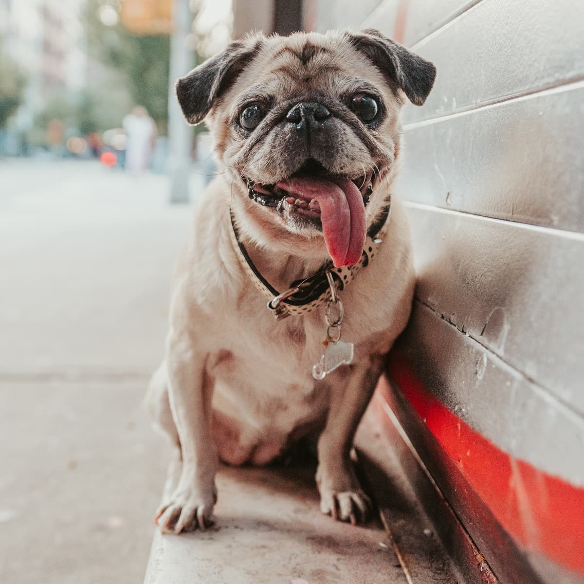 photo taken by a professional photographer during a free photography mini session