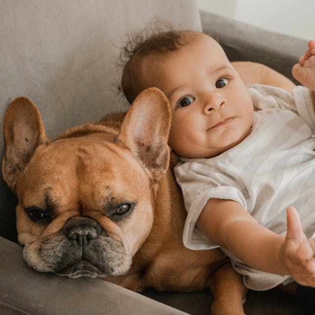 Baby and French Bulldog lying together on a sofa looking at the camera